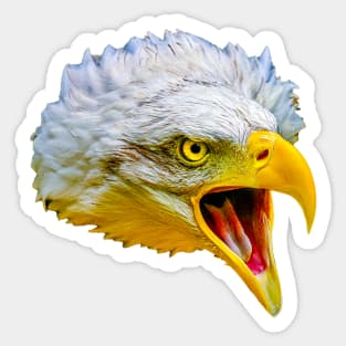 Bald Eagle Sticker